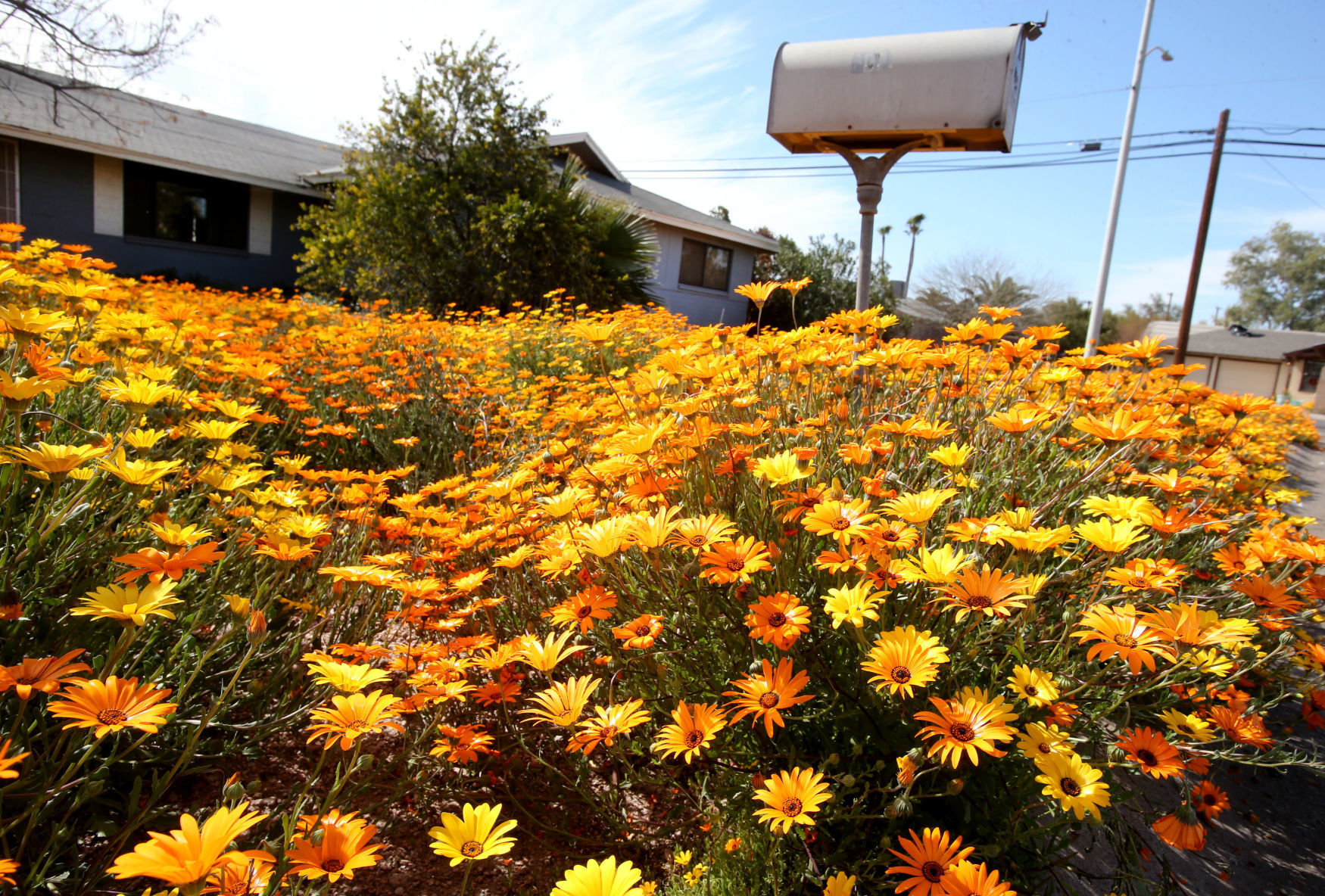 Wildflowers cover neighborhood